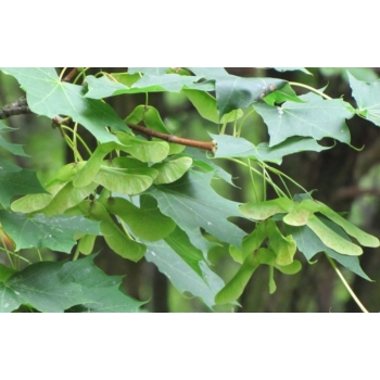 Acer platanoides.jpg