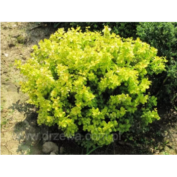 Berberys Thunberga 'Aurea'.png