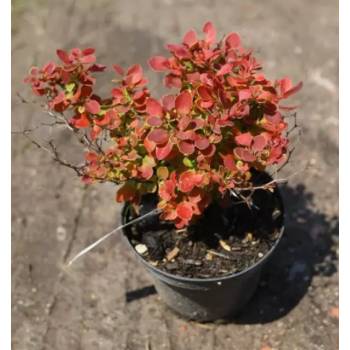 Berberys Thunberga 'Coral'.png