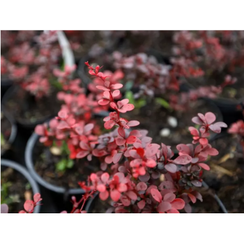 Berberys Thunberga 'Dart's Red Lady'.png