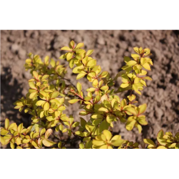 Berberys Thunberga 'Diabolicum'.png