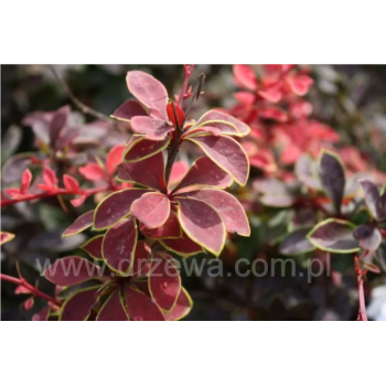 Berberys Thunberga 'Golden Ring'.png