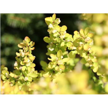 Berberys Thunberga 'Golden Torch'.png