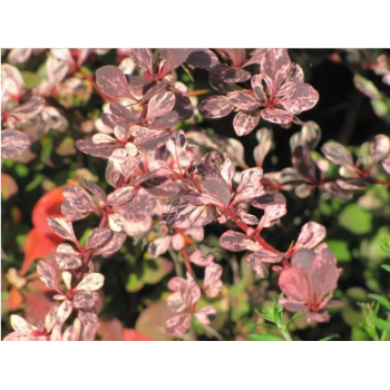 Berberys Thunberga 'Harlequin'.png