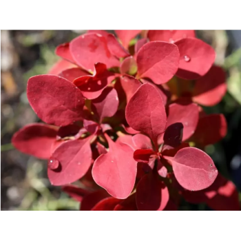 Berberys Thunberga 'Ruby Star'.png