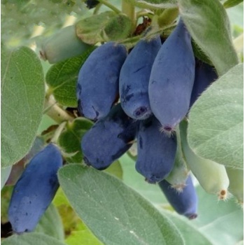 Lonicera.caerulea