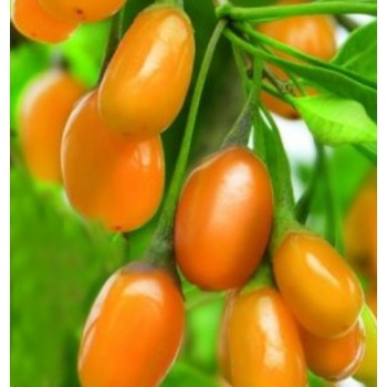 AmberSweet Goji