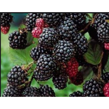 Rubus idaeus Black Jewel