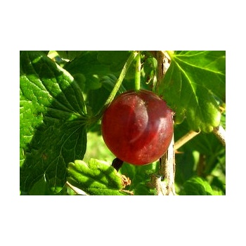 nesluhhivski(1).jpg