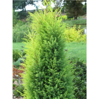 Juniperus communis Suecica Aurea.png