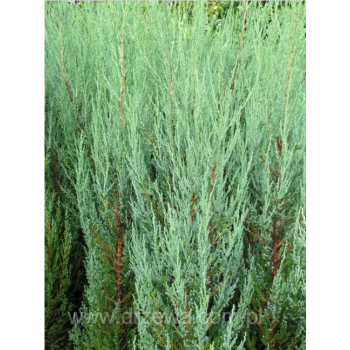 Juniperus scopulorum 'Blue Arrow'.png