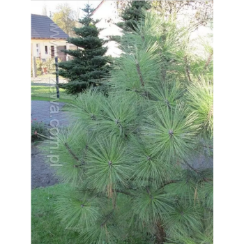 Pinus ponderosa.png