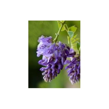 Longwood Purple(1).jpg