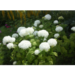 Hydrangea arborescens - Puishortensia 'Annabelle'