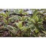 Cornus alba - Siberi kontpuu 'Sibirica Variegata'