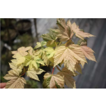 Acer pseudoplatanus - Mägivaher 'Simon - Louis Fréres' 