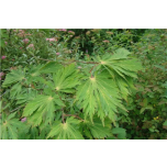 Acer japonicum - Jaapani vaher 'Aconitifolium' 