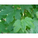 Acer pseudoplatanus - Mägivaher