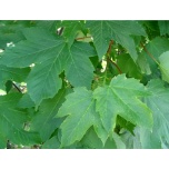 Acer pseudoplatanus - Mägivaher