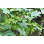 Acer platanoides - Harilik vaher
