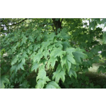 Acer saccharum - Suhkruvaher