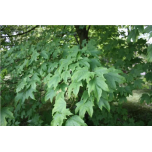 Acer saccharum - Suhkruvaher