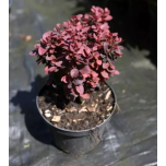 Berberis thunbergii - Thunbergi kukerpuu 'Concorde'