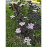 Sambucus nigra - Must leeder 'Black Beauty'