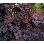 Cotinus coggygria - Harilik parukapuu 'Royal Purple'