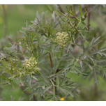 Sambucus nigra - Must leeder 'Laciniata'