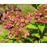 Hydrangea paniculata - Aedhortensia 'Wim's Red'