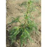 Pinus strobus - Valge mänd  'Torulosa'