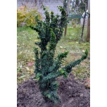 Chamaecyparis obtusa - Tömbiokkaline ebaküpress 'Chirimen'