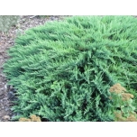 Juniperus sabina - Sabiina kadakas 'Tamariscifolia'