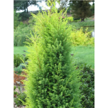 Juniperus communis - Harilik kadakas 'Suecica Aurea'
