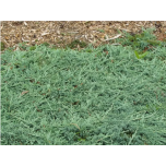 Juniperus horizontalis - Roomav kadakas 'Icee Blue'