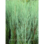 Juniperus scopulorum - Kaljukadakas 'Blue Arrow'