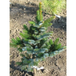 Picea bicolor (Picea alcoquiana ) - Kahevärviline kuusk