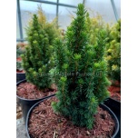 Picea glauca - Kanada kuusk 'Piccolo'