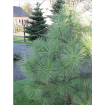 Pinus ponderosa - Kollane mänd
