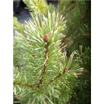 Pinus sylvestris - Harilik mänd 'Filingsgold' 