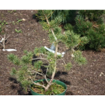 Pinus sylvestris - Harilik mänd  'Jakutsk' 