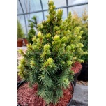 Picea glauca - Kanada kuusk 'Rainbow's End'