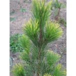 Pinus thunbergii - Thunbergi mänd 'Ogon' 