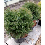 Thuja occidentalis - Harilik elupuu 'Teddy'