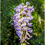 Wisteria macrostachya - Suurekobaraline sinivihm 'Blue Moon'