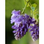 Wisteria frutescens - Põõsas-sinivihm 'Longwood Purple'