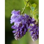 Wisteria frutescens - Põõsas-sinivihm 'Longwood Purple'