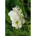 Wisteria frutescens - Põõsas-sinivihm 'Nivea'