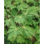 2Jaapani vaher'Aconitifolium'.png